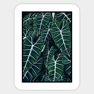 Alocasia Frydek Sticker